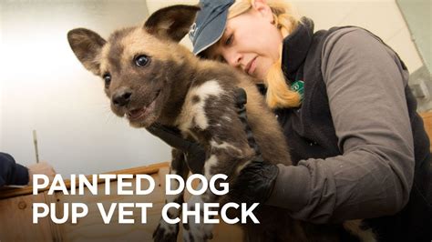 Painted Dog Pups Have Their First Checkup Youtube