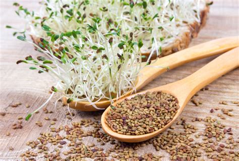 What Are The Benefits Of Alfalfa Seeds Archyde