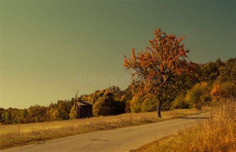 Roadside Tree Stock Image Image Of Dream Season Silent 45195311
