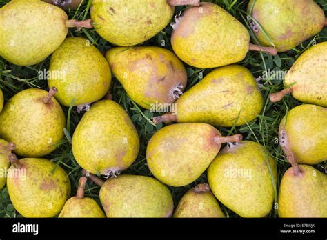 Pear Shaped Fruit Hi Res Stock Photography And Images Alamy