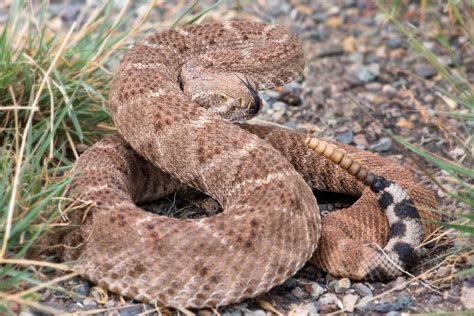 Are There Diamondback Rattlesnakes In Pennsylvania