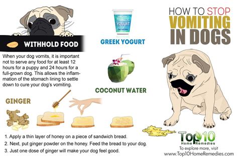 What To Feed A Dog That Is Throwing Up