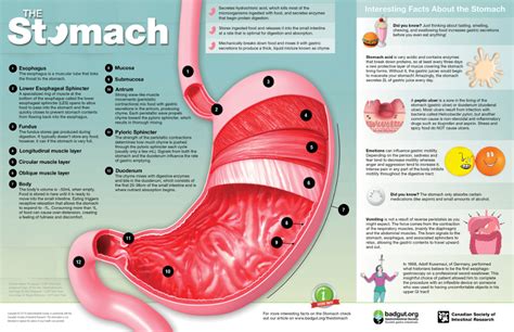 The Stomach Gastrointestinal Society Stomach Stomach Diagram