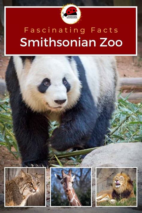 Smithsonian National Zoo 9 Facts Defining Its Legacy