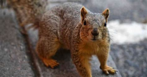 Squirrel Behavior Animalbehaviorcorner