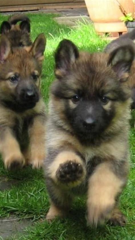 German Shepherd Puppies They Are So Fluffy When They Are Little