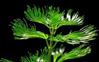 常见水草科普四:狐尾藻和菊类，一言不合就可能开花的水草