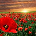 Remembrance Day Wallpapers - Wallpaper Cave