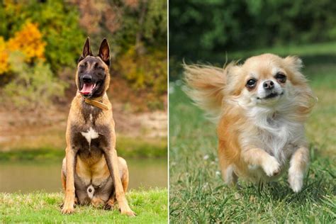 Belgian Malinois Mixes 16 Crossbreeds To Check Out
