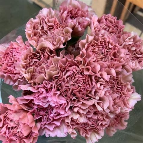Lege Carnations Florabundance Wholesale Flowers