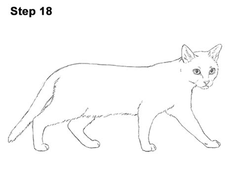 How To Draw A Siamese Cat