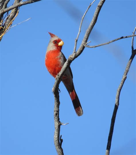 Pyrrhuloxia M Bird Photo Great Hobbies Animals