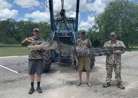 Hunters Catch Massive Alligators In South Texas Area