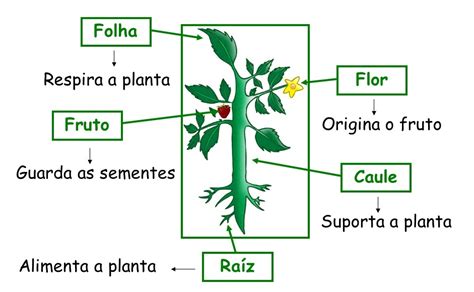 Meu Cantinho Preferido Partes Das Plantas