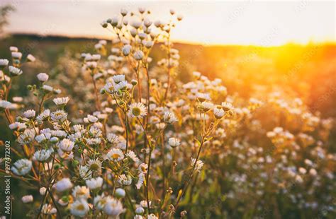The Beautiful Field On The Sunset And Different Wildflowers In Front Of