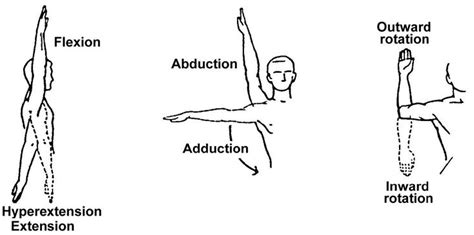 Shoulder Range Of Motion Exercises Shoulder Range Of Motion Muscle