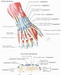 Dorsal view of the wrist | Wrist anatomy, Muscle anatomy, Anatomy organs