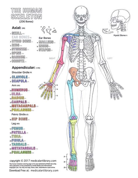 Ninja nerds,join us in this video where we discuss the arteries of the thorax and abdomen through a flow chart on the whiteboard. Human Skeleton Coloring Page - Medical Art Library
