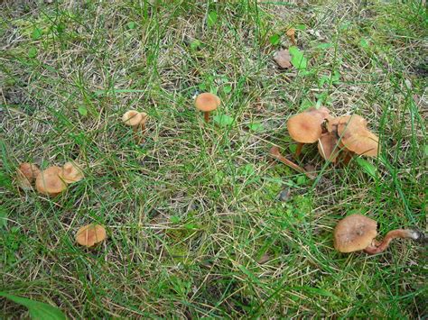 Id Request 2 Types Of Michigan Mushrooms Mushroom Hunting And