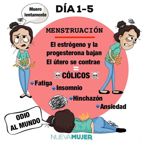 Fases Del Ciclo Menstrual De Las Mujeres ¿qué Ocurre Durante La