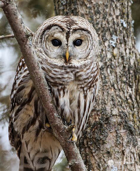 Barred Owl Wingspan