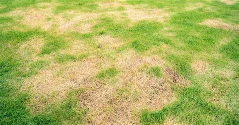 Why Is My Lawn Turning Brown In Spots How To Fix Lawn Chick