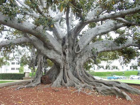 Free Fig Tree Stock Photo