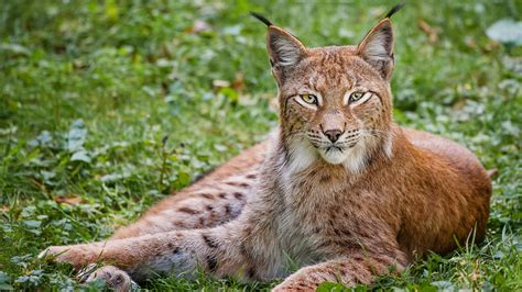 Download Wallpaper 1920x1080 Lynx Grass Big Cat Carnivore Lie Full