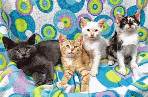 Spca Has A Variety Of Kittens Available For Adoption The Sumter Item