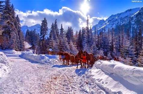 Góry Zima Konie Zaprzęg Tatry Polska Tapety Winter Landscape