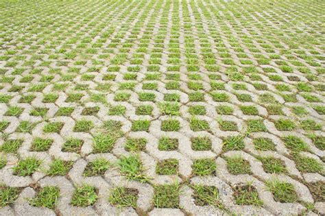 Tanam Rumput Di Grass Block Mudah Sekali Jual Tanaman Hias Murah