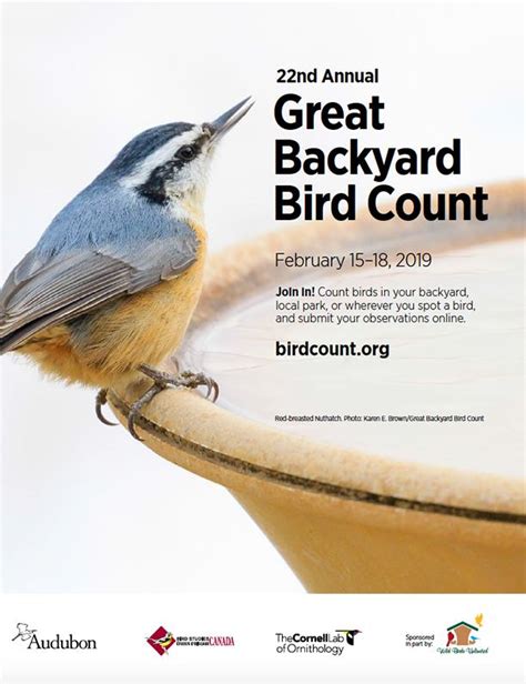 The Great Backyard Bird Count Kids Out And About Rochester
