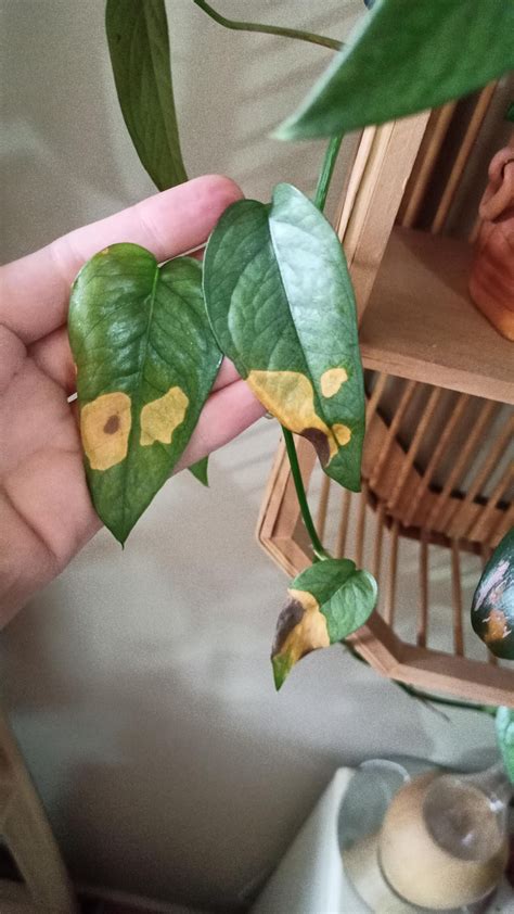 Whats Wrong With My Plant Rhouseplants