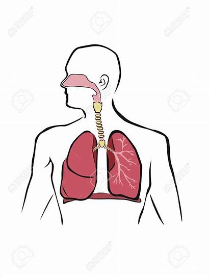 Respiratory System Clipart Respiratorio Sistema Esquema Humano