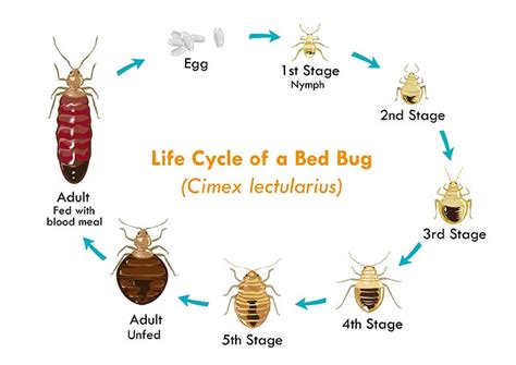 How To Get Rid Of Bed Bugs The Ultimate Guide On How To Kill Bed Bugs