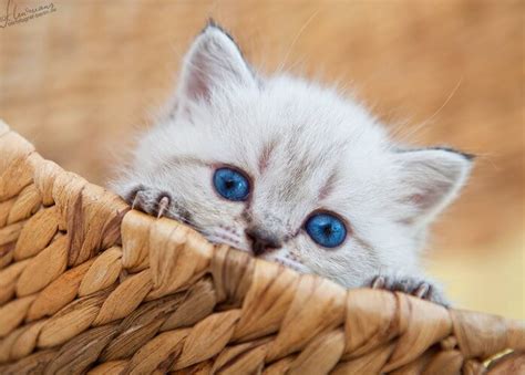 46 Cute Cats That Are So Adorable They Are Taking Over The Internet