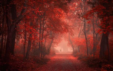Nature Landscape Park Road Fall Red Leaves Mist