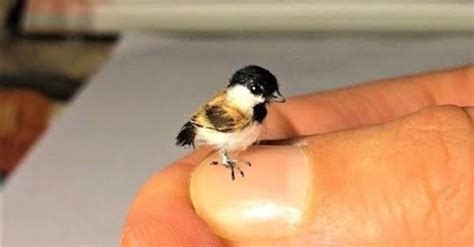 Top 10 Smallest Birds In The World Grateful Gnome
