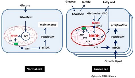 A New Proposed Model Of Cancer Energy Metabolism Major Source Of
