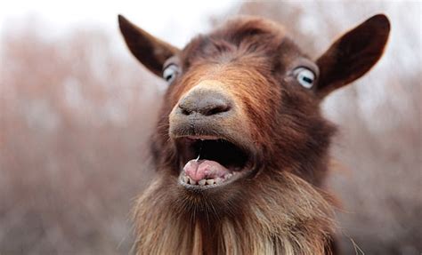 Funny Goats Screaming Entertainmentmesh