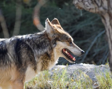 Endangered Mexican Wolves Released Into Chihuahua Wilderness