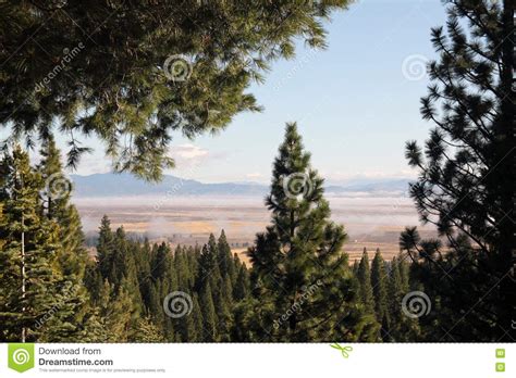 Landscape Framed By Pine Trees Stock Photo Image Of