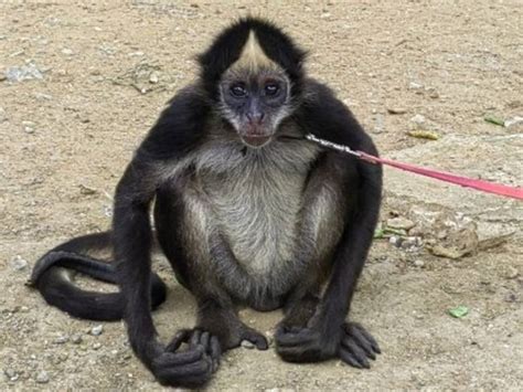 Rescate Animal Mono Norte Bucaramanga Desnutrido Rescatan A Mono Araña