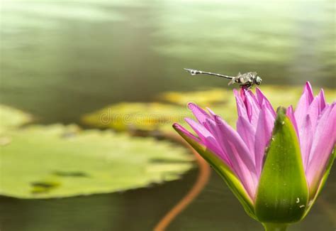 Dragonfly On Lotus Flower Macro Insect In Wild Stock Photo Image Of