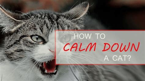 How To Calm Down A Cat Catological