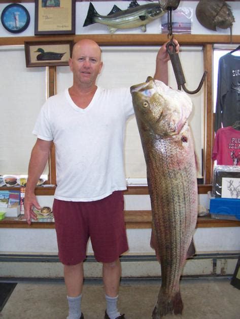 Biggest Striper Caught In Years Reeled In At Pi Local News