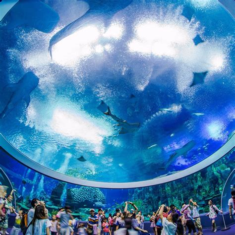 Chimelong Ocean Kingdom Zhuhai Ce Quil Faut Savoir