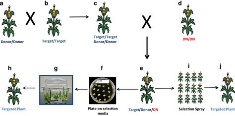 Crossing And Targeted Plant Production Strategy In Maize Using Download Scientific Diagram
