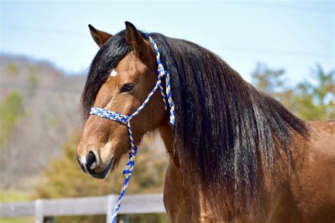 Diego 8 Yr Old 14hh Bay Pony Draft Cross Gelding Extremely Broke