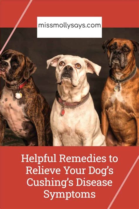 Helpful Remedies To Relieve Your Dogs Cushings Disease Symptoms
